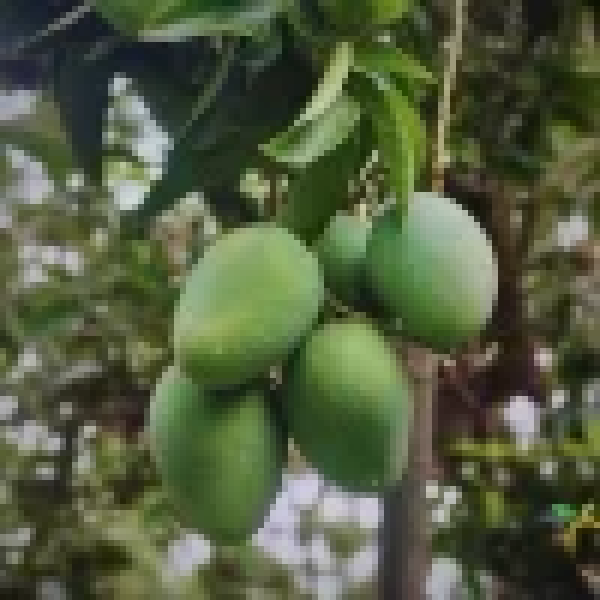 গোপালভোগ আম