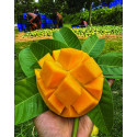 10 কেজি গোবিন্দভোগ আম