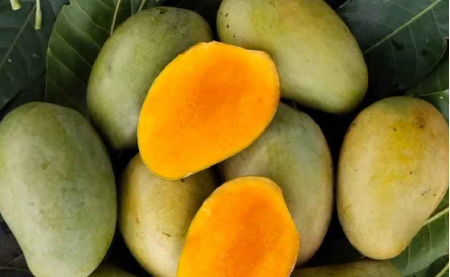 আম্রপলি আম কেন খাব?
