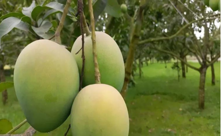 হাড়িভাঙ্গা আম কেন এতো সুস্বাদু,চলুন জেনে নেই
