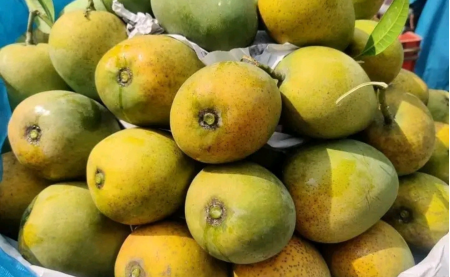 চলুন জেনে নেই গোপালভোগ আমের এত জনপ্রিয়তার কারণ