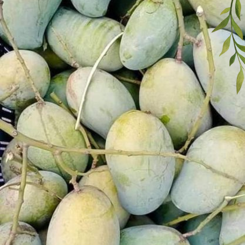 আমরুপালি আম 