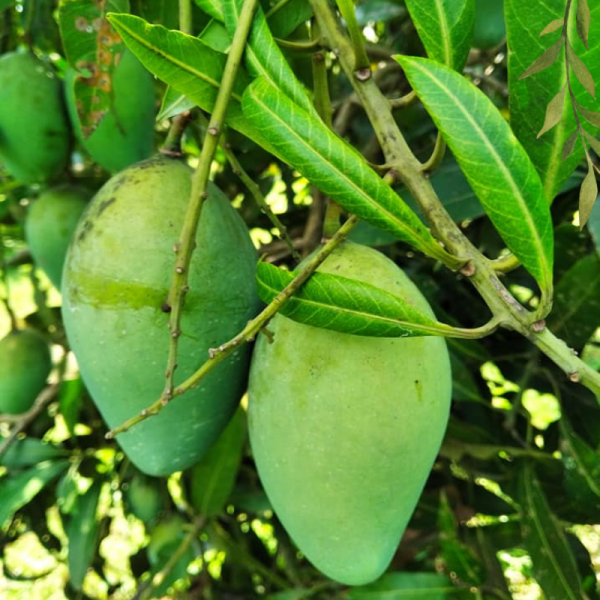 আমরুপালি আম 