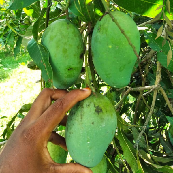 চাঁপাইনবাবগঞ্জের বিখ্যাত ল্যাংড়া আম