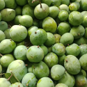 রাজশাহীর বিখ্যাত গোপালভোগ আম