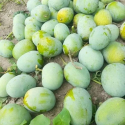 মোহনভোগ আম 