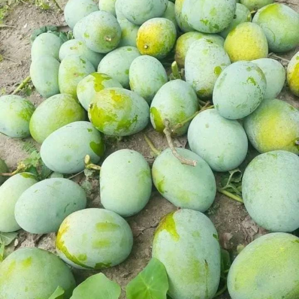 মোহনভোগ আম 