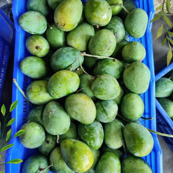 রাজশাহীর বিখ্যাত গোপালভোগ আম