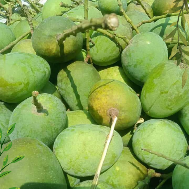 রাজশাহীর বিখ্যাত হিমসাগর আম