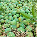 রাজশাহীর বিখ্যাত হিমসাগর আম