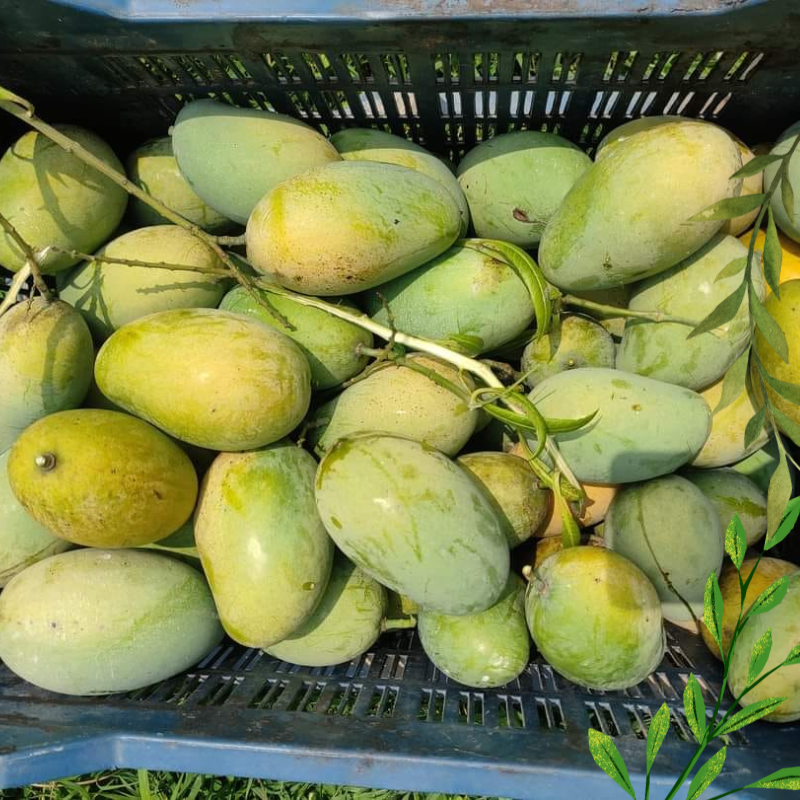 চাঁপাইনবাবগঞ্জের সুমিষ্ট হিমসাগর আম