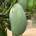 নওগাঁর বিখ্যাত  নাগ ফজলি আম!