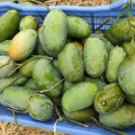 নাগ ফজলি আম