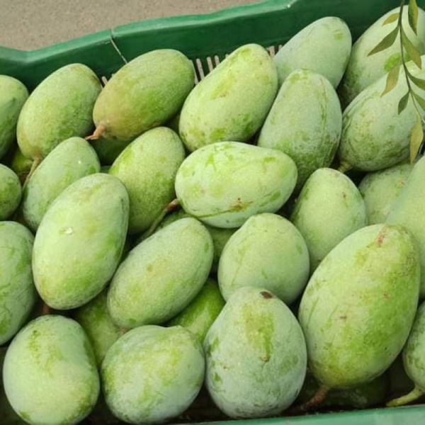 নওগাঁর বিখ্যাত  নাগ ফজলি আম!