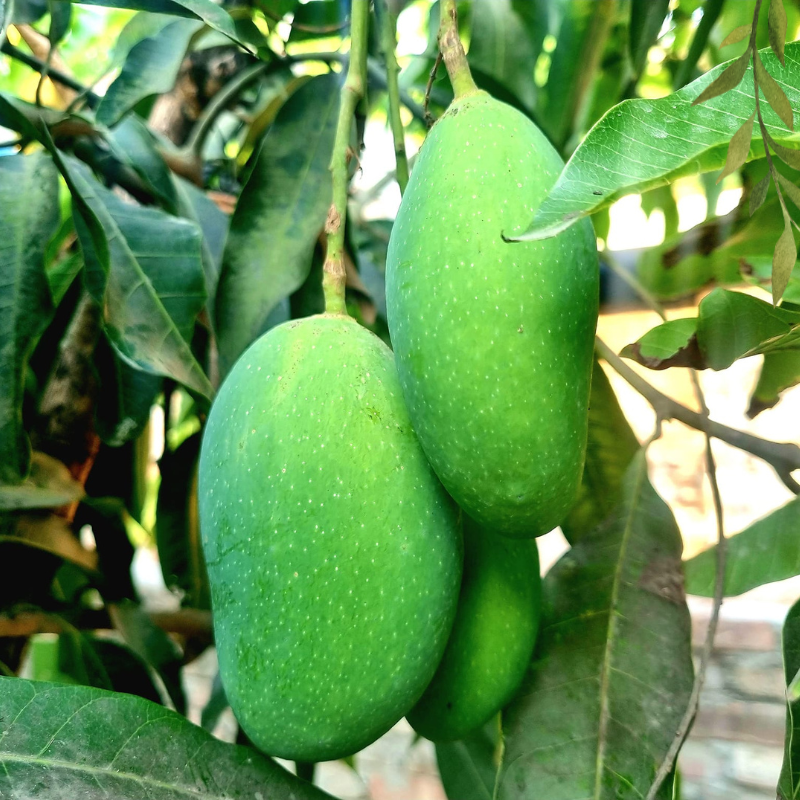 নাগ ফজলি আম