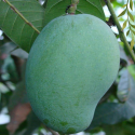 কিষান ভোগ আম