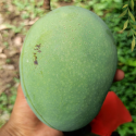 কিষান ভোগ আম