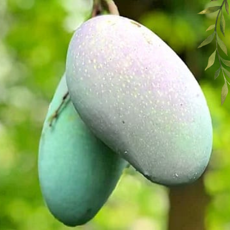 কিষান ভোগ আম