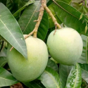 হাড়িভাঙ্গা আম