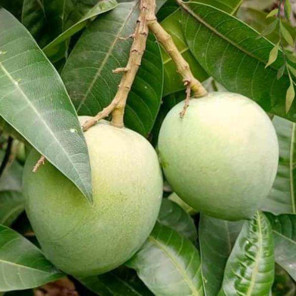 রংপুরের বিখ্যাত হাড়িভাঙ্গা আম 