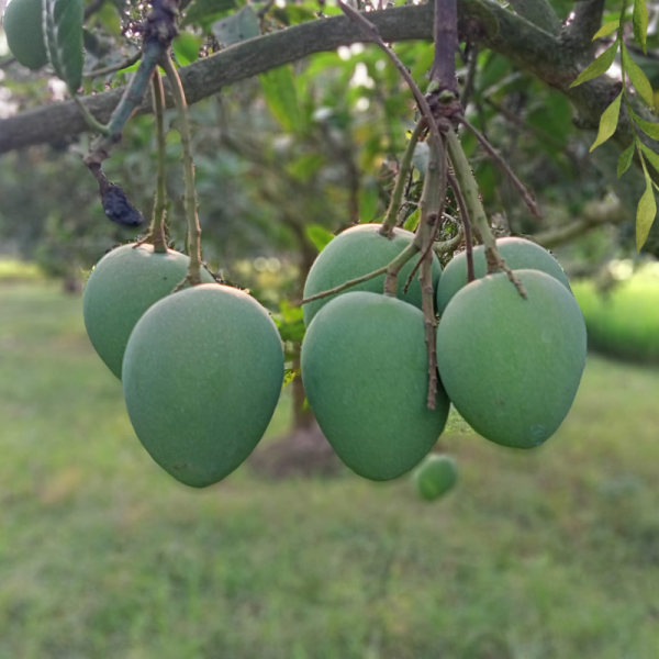 হাড়িভাঙ্গা আম
