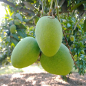 রাজশাহীর কিষানভোগ আম 