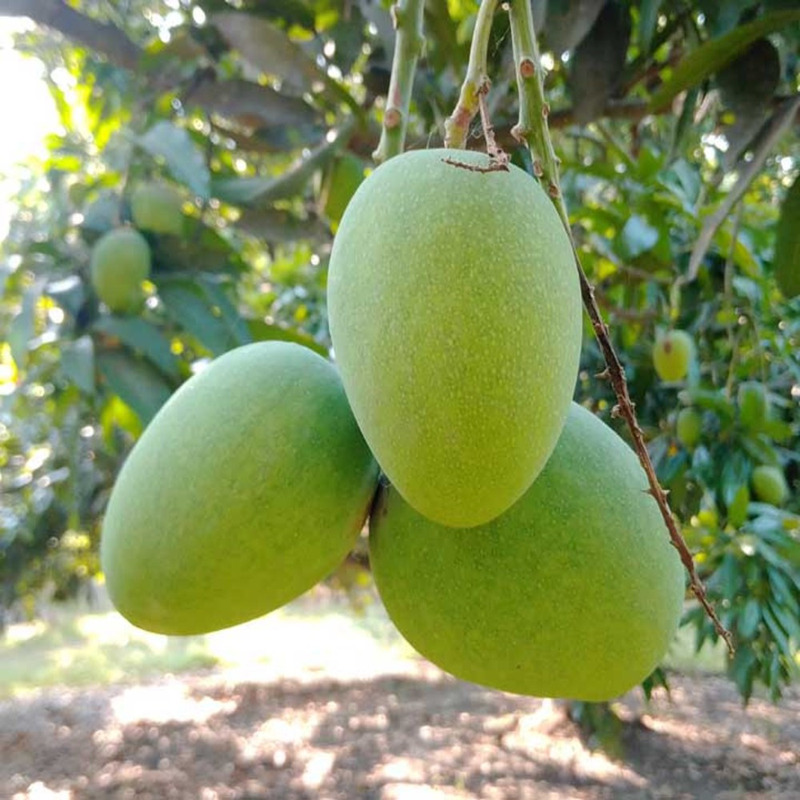 রাজশাহীর কিষানভোগ আম 