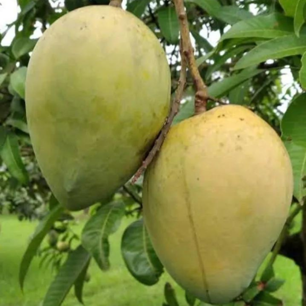 মোহনভোগ আম 