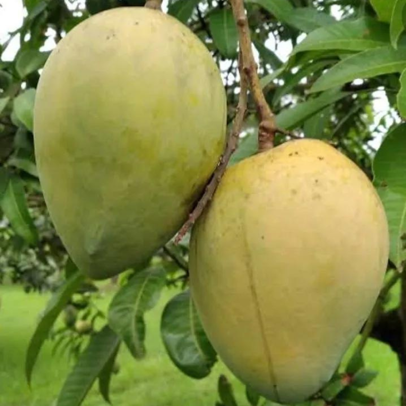 মোহনভোগ আম 