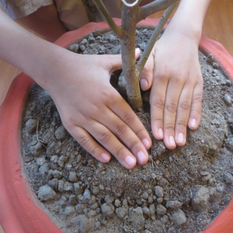 Green Easy Soil (রেডিমিক্স মাটি)