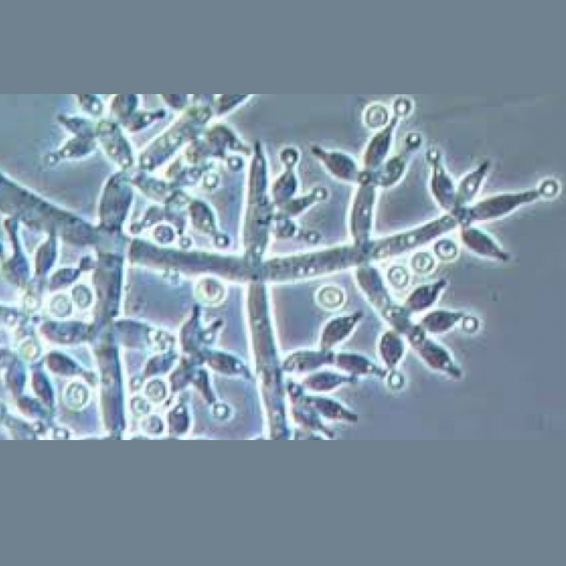 Trichoiderma Powder