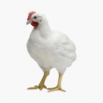 Broiler Chicken...