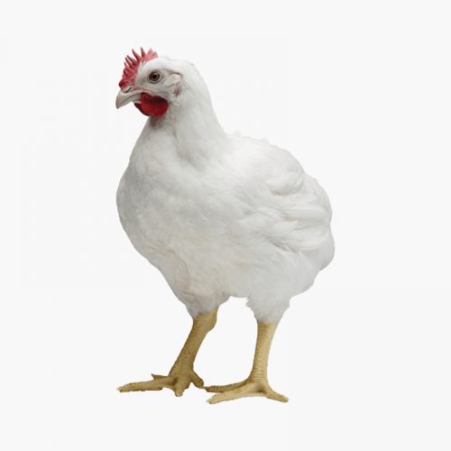 Broiler Chicken...