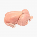 Broiler Chicken