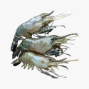 Golda Chingri