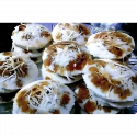 ভাপা পিঠার পাতিল সেট