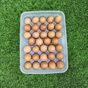 34 grid egg box