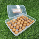 34 grid egg box